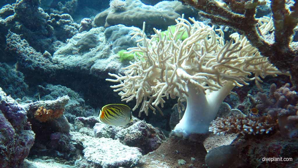 3982-Dot-and-Dash-Butterflyfish-with-a-soft-coral-tree-at-Sno-on-the-Opal-Reef-aboard-the-Calypso-diving-Great-Barrier-Reef-DPI-3982