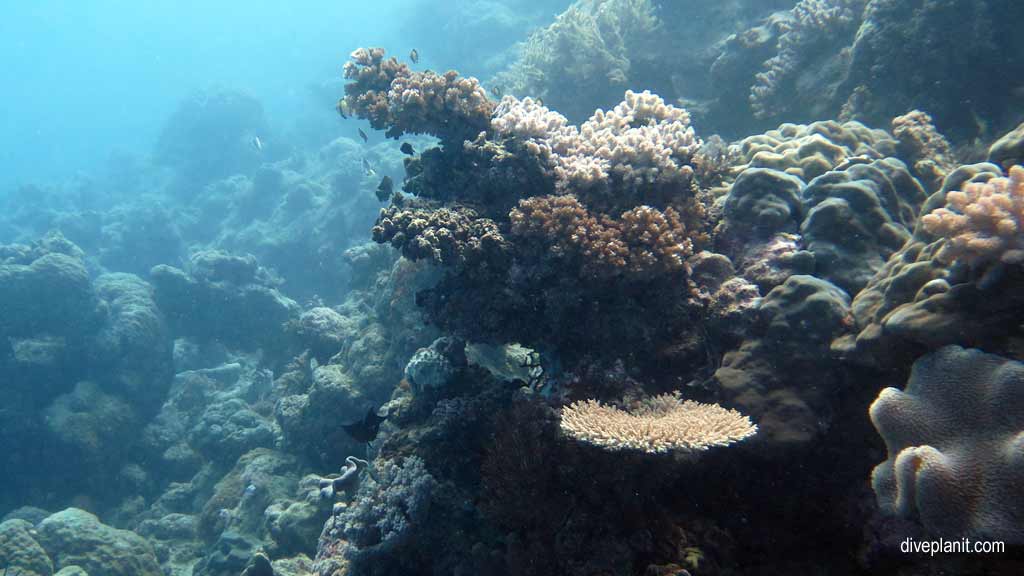 Great Barrier Reef diving aboard the Calypso. Dive holiday travel planning tips for Sno on the Opal Reef - where, when, who and how