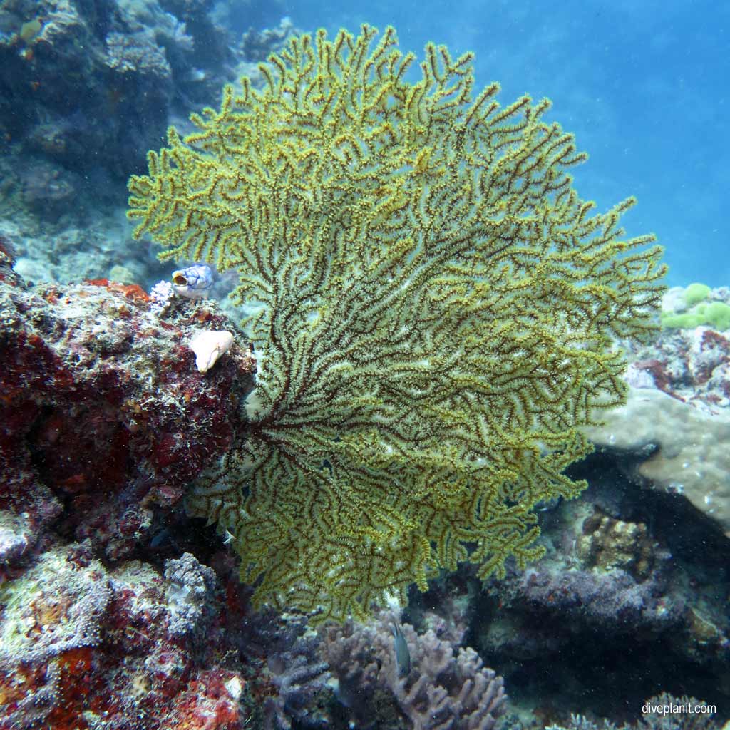 Great Barrier Reef diving aboard the Calypso. Dive holiday travel planning tips for Sno on the Opal Reef - where, when, who and how