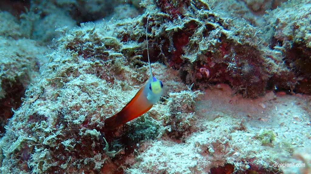 Great Barrier Reef diving aboard the Calypso. Dive holiday travel planning tips for Sno on the Opal Reef - where, when, who and how