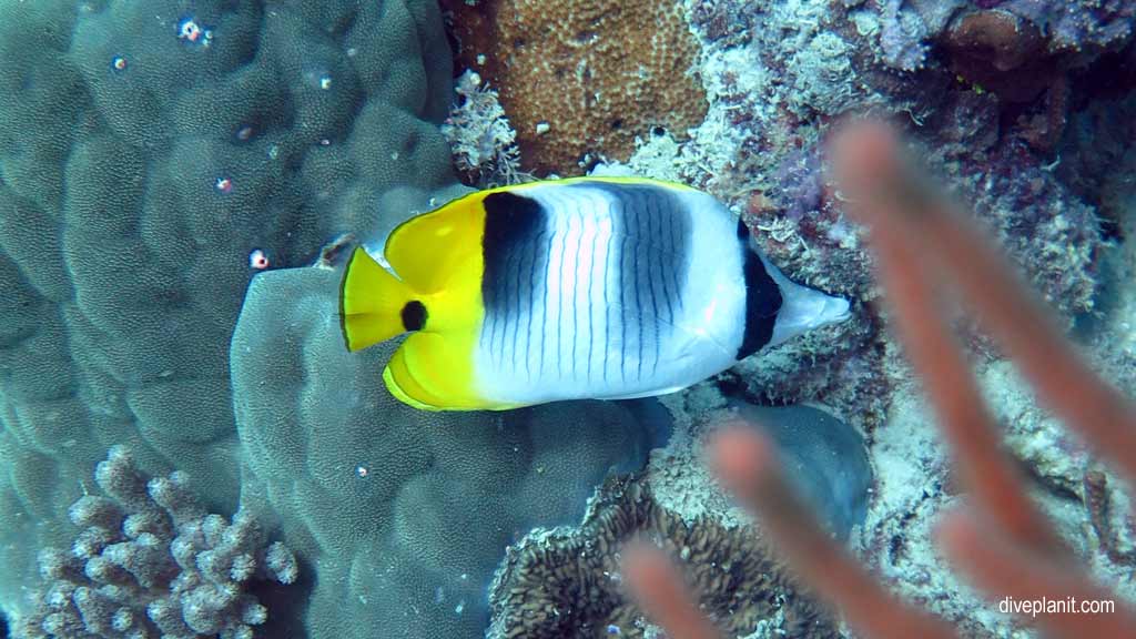 Great Barrier Reef diving aboard the Calypso. Dive holiday travel planning tips for Sno on the Opal Reef - where, when, who and how