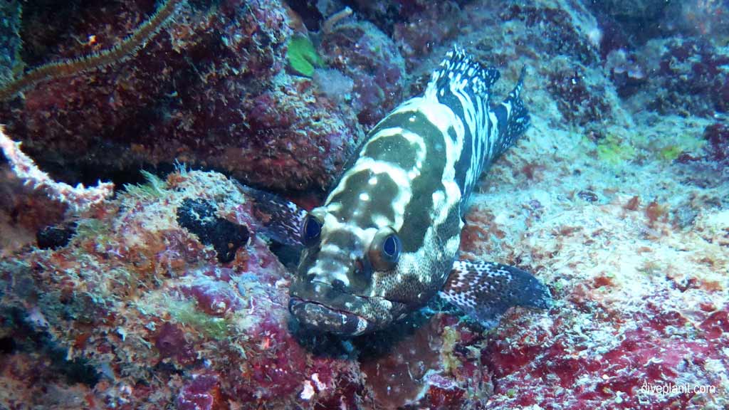 Great Barrier Reef diving aboard the Calypso. Dive holiday travel planning tips for Sno on the Opal Reef - where, when, who and how