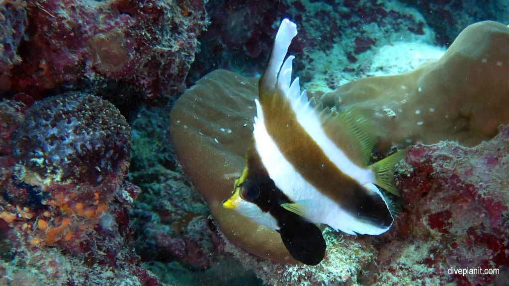 Great Barrier Reef diving aboard the Calypso. Dive holiday travel planning tips for Sno on the Opal Reef - where, when, who and how