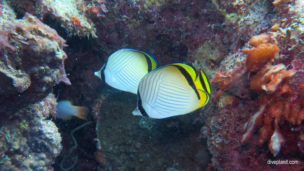 Great Barrier Reef diving aboard the Calypso. Dive holiday travel planning tips for Sno on the Opal Reef - where, when, who and how