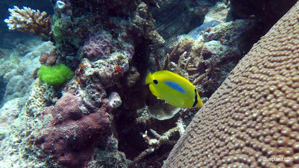 Great Barrier Reef diving aboard the Calypso. Dive holiday travel planning tips for Sno on the Opal Reef - where, when, who and how