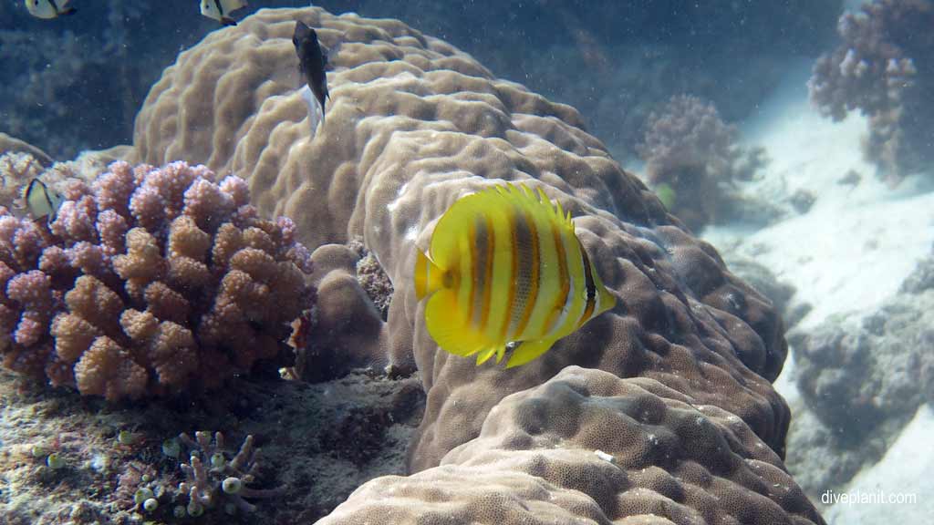 Great Barrier Reef diving aboard the Calypso. Dive holiday travel planning tips for Sno on the Opal Reef - where, when, who and how