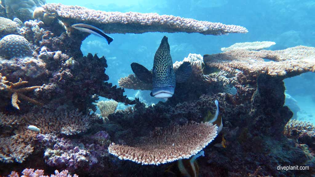 Great Barrier Reef diving aboard the Calypso. Dive holiday travel planning tips for Sandbox on the Opal Reef - where, when, who and how