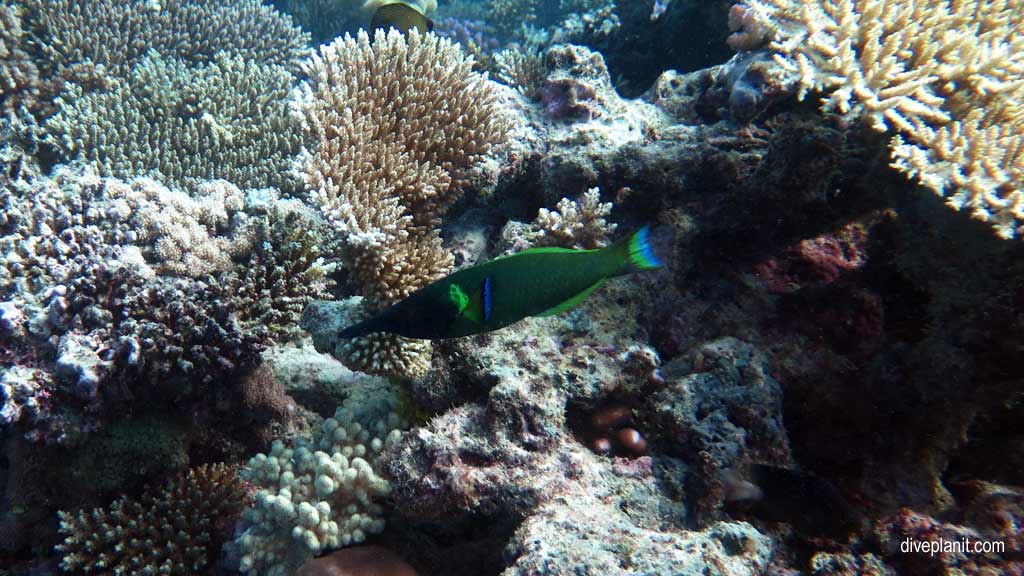 Great Barrier Reef diving aboard the Calypso. Dive holiday travel planning tips for Sandbox on the Opal Reef - where, when, who and how