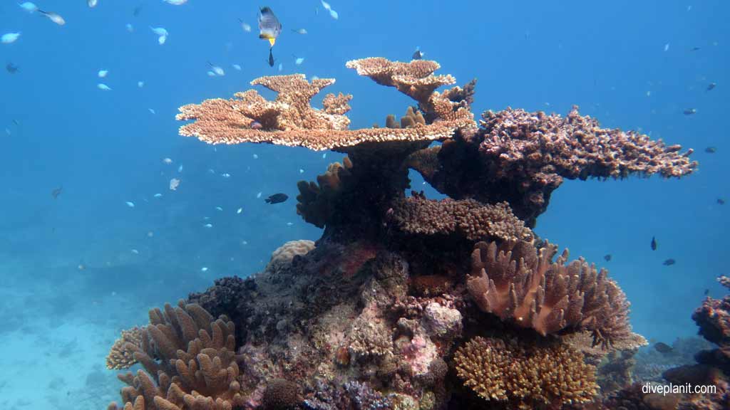 Great Barrier Reef diving aboard the Calypso. Dive holiday travel planning tips for Sandbox on the Opal Reef - where, when, who and how