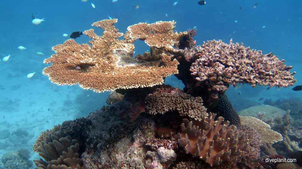 Great Barrier Reef diving aboard the Calypso. Dive holiday travel planning tips for Sandbox on the Opal Reef - where, when, who and how