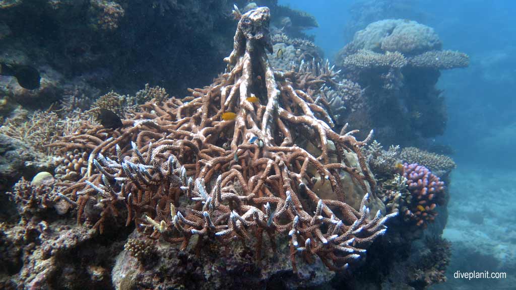 Great Barrier Reef diving aboard the Calypso. Dive holiday travel planning tips for Sandbox on the Opal Reef - where, when, who and how