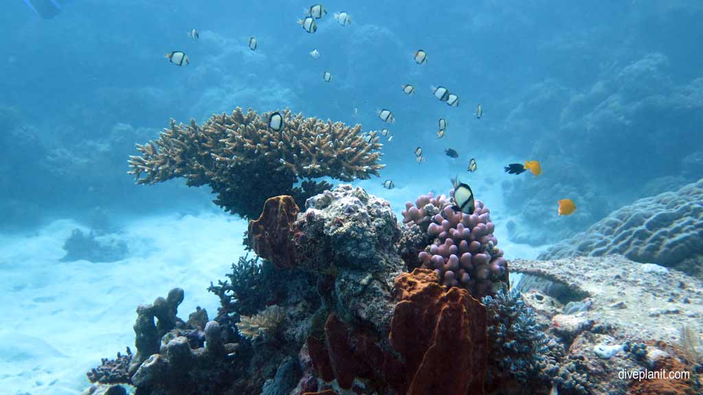 Great Barrier Reef diving aboard the Calypso. Dive holiday travel planning tips for Sandbox on the Opal Reef - where, when, who and how