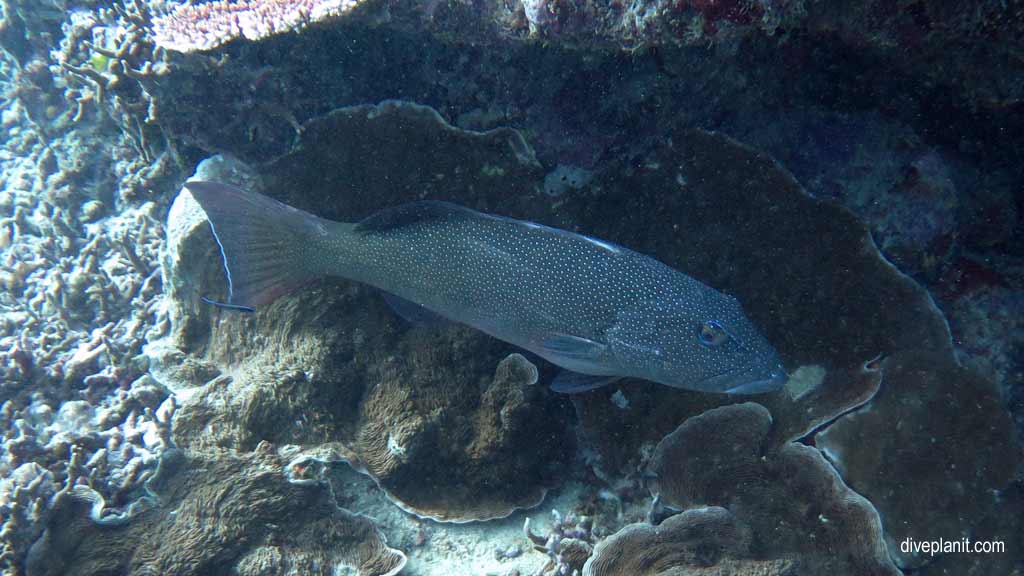 Great Barrier Reef diving aboard the Calypso. Dive holiday travel planning tips for Sandbox on the Opal Reef - where, when, who and how