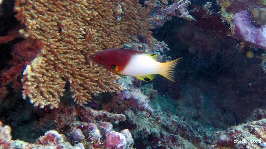 Great Barrier Reef diving aboard the Calypso. Dive holiday travel planning tips for Sandbox on the Opal Reef - where, when, who and how