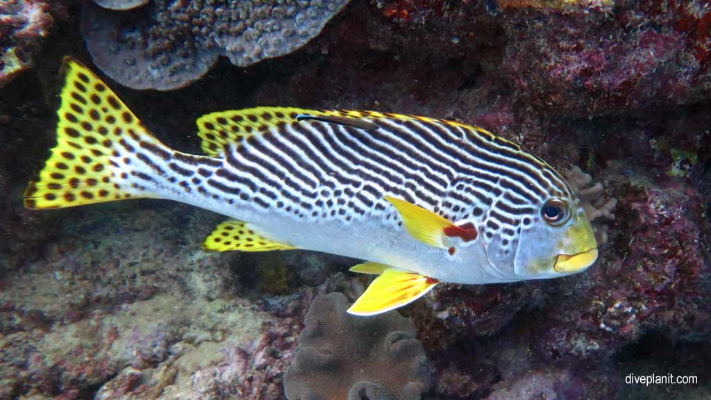 Great Barrier Reef diving aboard the Calypso. Dive holiday travel planning tips for Sandbox on the Opal Reef - where, when, who and how