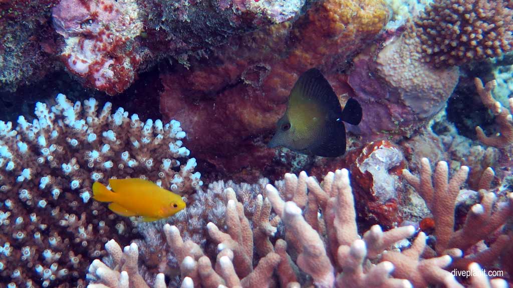 Great Barrier Reef diving aboard the Calypso. Dive holiday travel planning tips for Sandbox on the Opal Reef - where, when, who and how