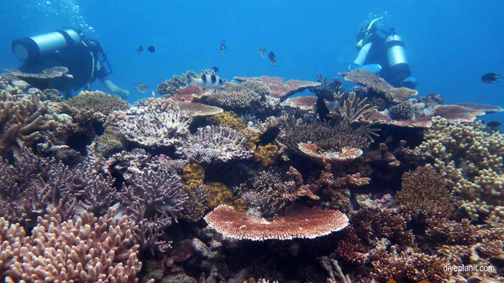 Great Barrier Reef diving aboard the Calypso. Dive holiday travel planning tips for Sandbox on the Opal Reef - where, when, who and how