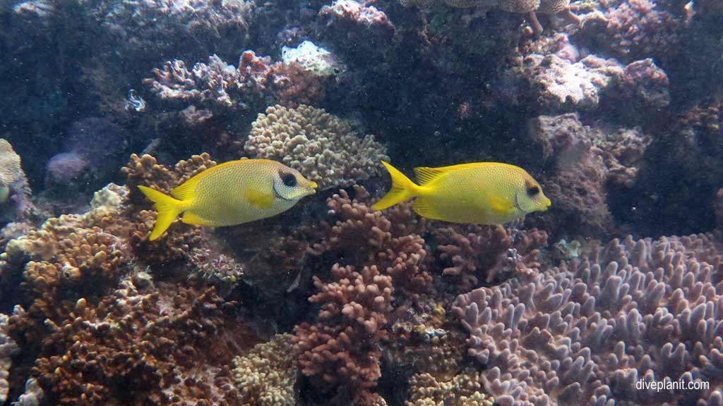 Great Barrier Reef diving aboard the Calypso. Dive holiday travel planning tips for Sandbox on the Opal Reef - where, when, who and how