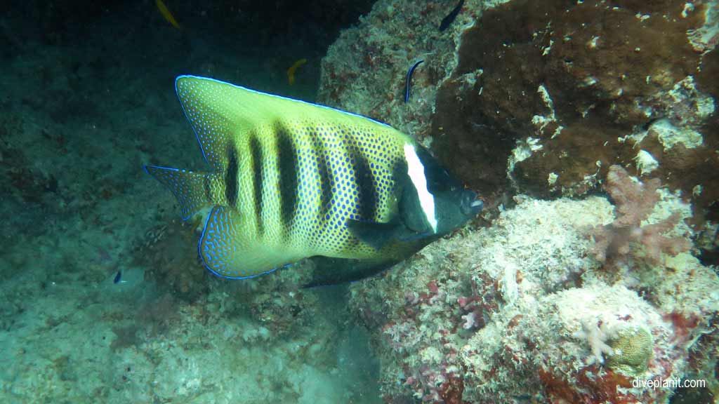 Great Barrier Reef diving aboard the Calypso. Dive holiday travel planning tips for Sandbox on the Opal Reef - where, when, who and how