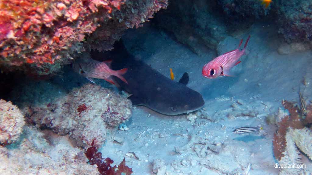 Great Barrier Reef diving aboard the Calypso. Dive holiday travel planning tips for Sandbox on the Opal Reef - where, when, who and how