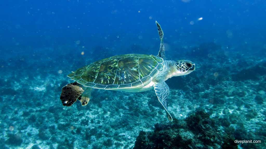 Best dive sites in South Solitary Islands is Drift Dive. Scuba holiday travel planning for South Solitary Islands - where, who and how