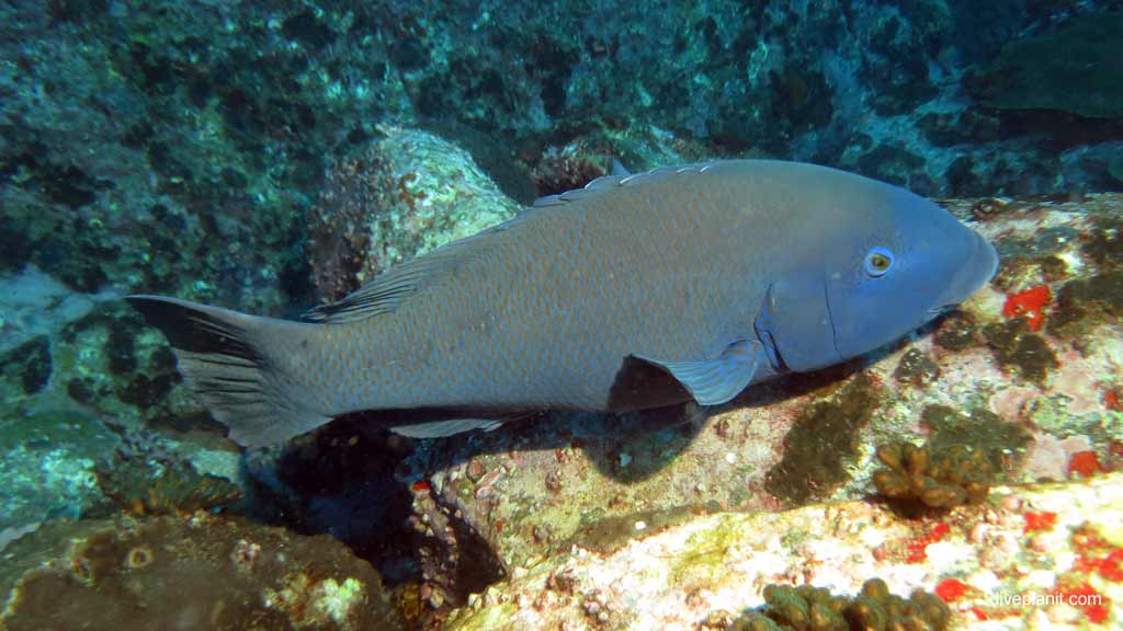 Best dive sites in South Solitary Islands is Cleaner Station. Scuba holiday travel planning for South Solitary Islands - where, who and how