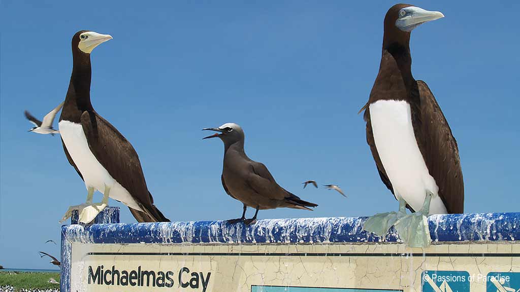 Best dive sites with Passions of Paradise is Michaelmas Cay. Scuba holiday travel planning for Passions of Paradise - where, who and how