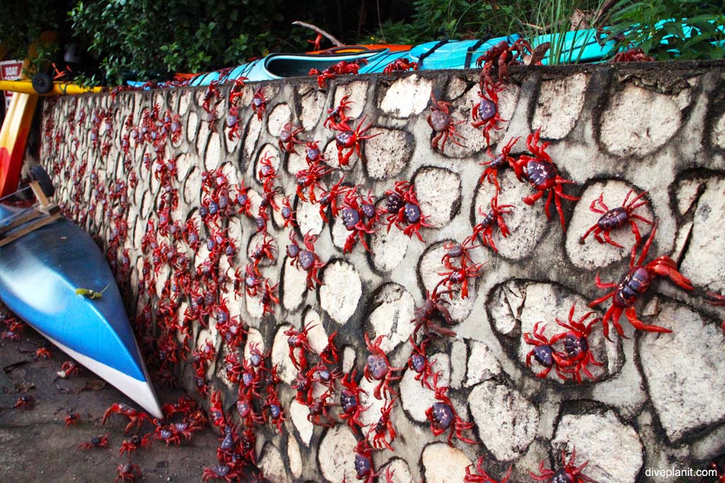 Christmas Island Red crabs head for shore