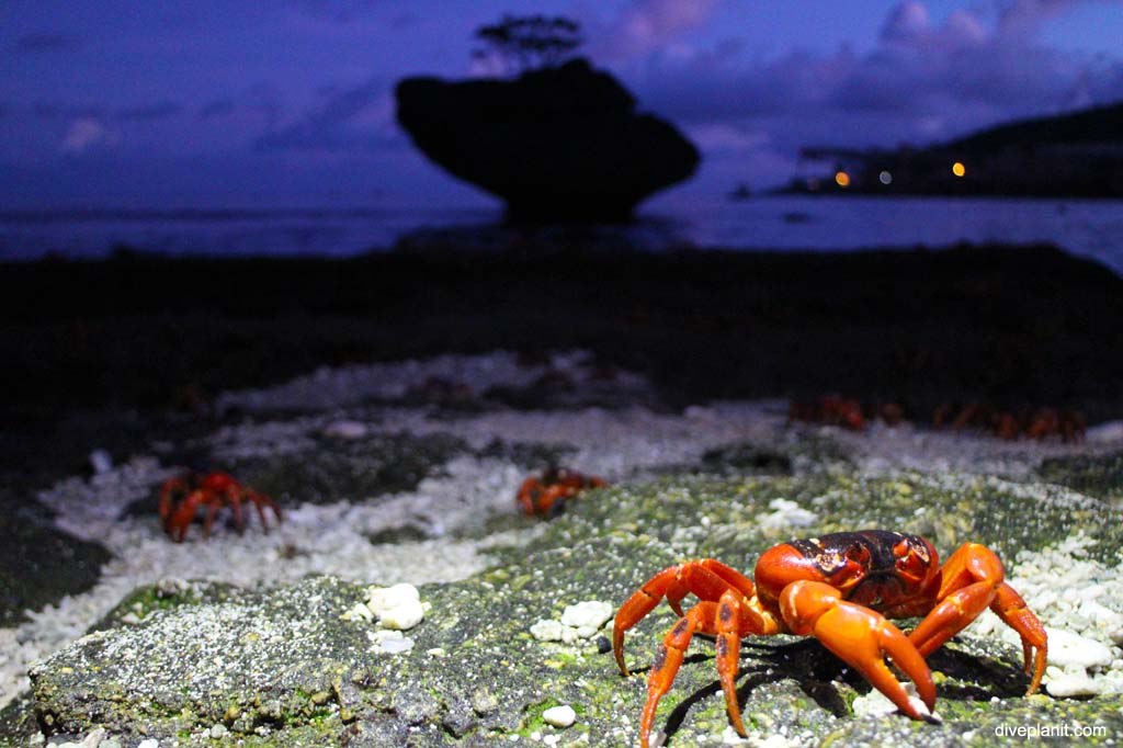 Christmas Island red crabs at dawn