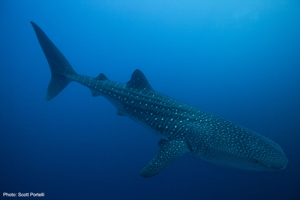 Whale shark Christas ISland