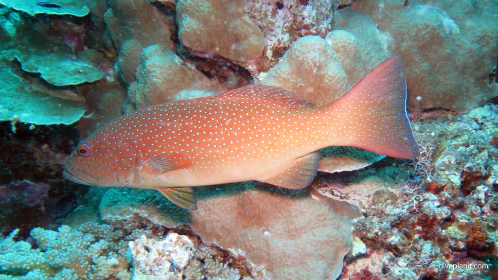 Coral trout diving Two Bommies of Ifira Island at Port Vila diving Vanuatu by Diveplanit