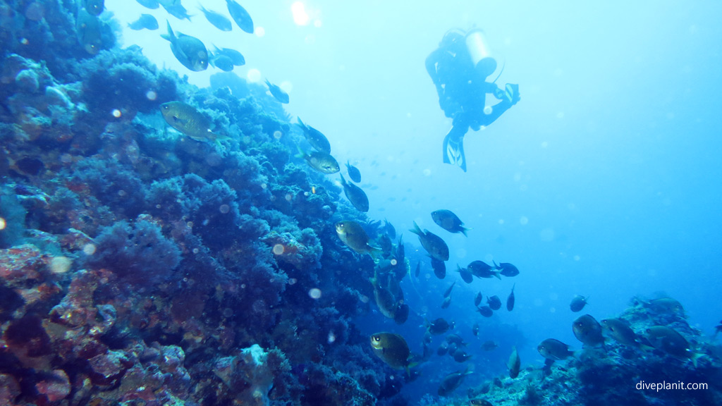 Locality shot of diving South Island. Diving holiday, travel planning tips for Lord Howe Island - where, when, who and how