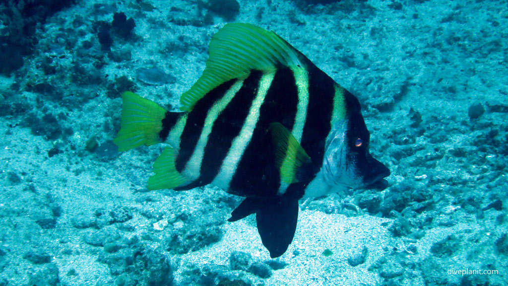 UFO Bannerfish diving South Island. Diving holiday, travel planning tips for Lord Howe Island - where, when, who and how