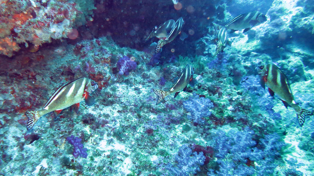 Painted Morwongs diving South Island. Diving holiday, travel planning tips for Lord Howe Island - where, when, who and how