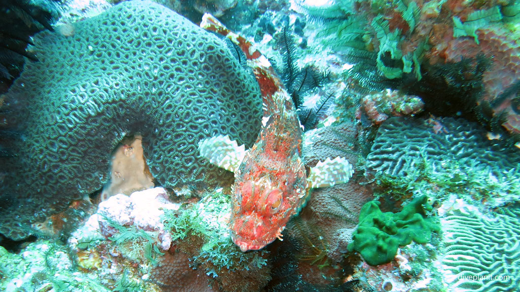 Tasseled or rock flathead diving South Island. Diving holiday, travel planning tips for Lord Howe Island - where, when, who and how