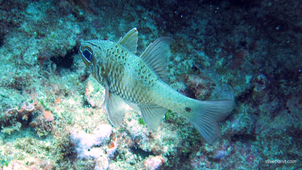Capricorn Cardinalfish diving The Arch and other great terrain outside the lagoon at Lord Howe Island