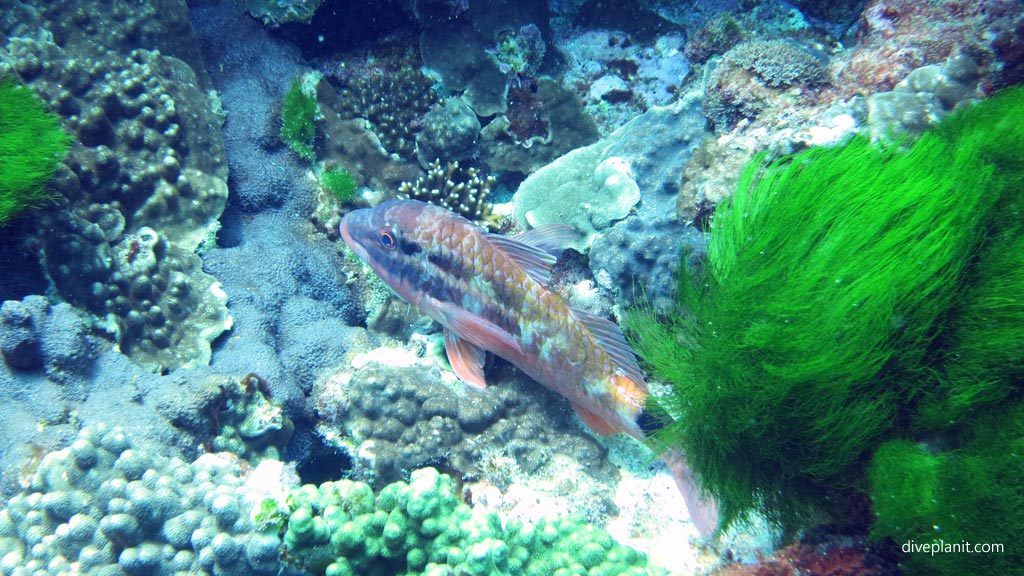 Black spot Goatfish diving The Arch and other great terrain outside the lagoon at Lord Howe Island