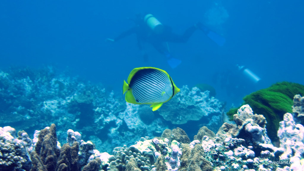 Black back butterflyfish diving The Arch and other great terrain outside the lagoon at Lord Howe Island
