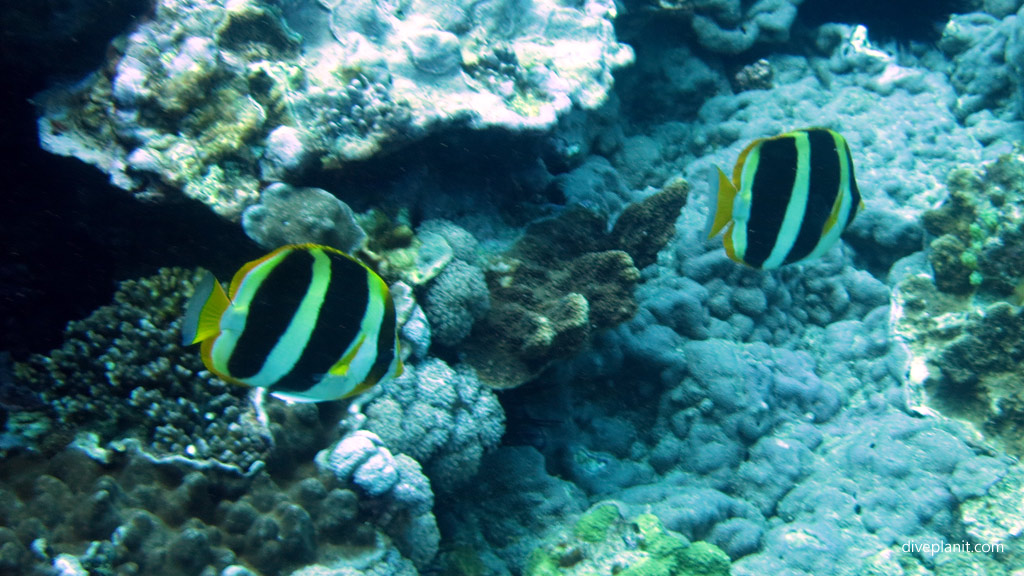 Three banded coralfish diving The Arch and other great terrain outside the lagoon at Lord Howe Island