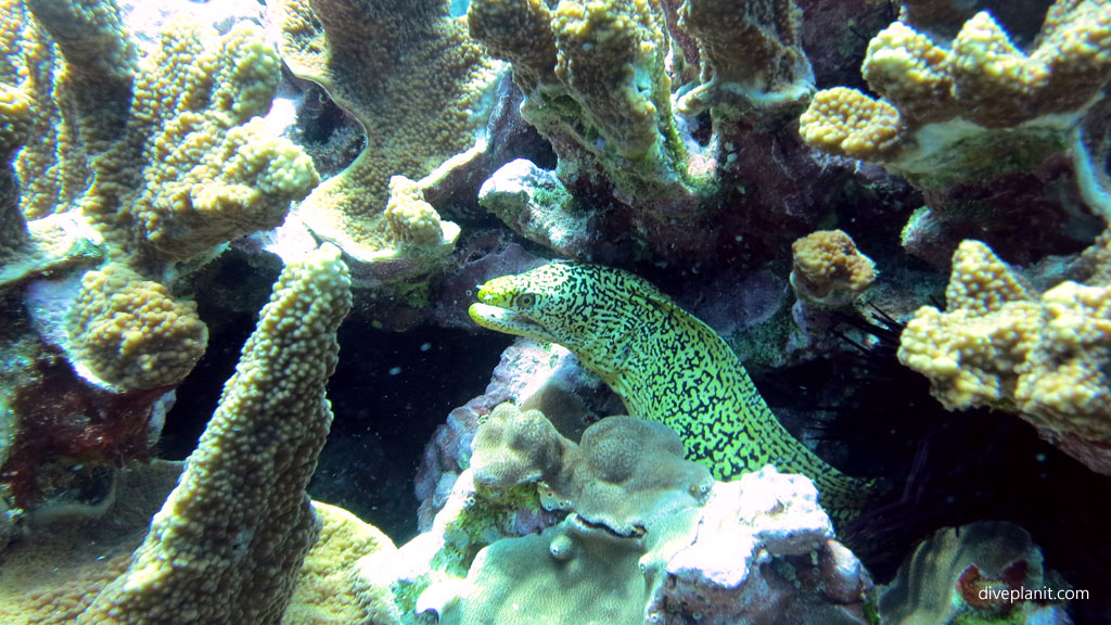 Mosaic Moray diving The Arch and other great terrain outside the lagoon at Lord Howe Island