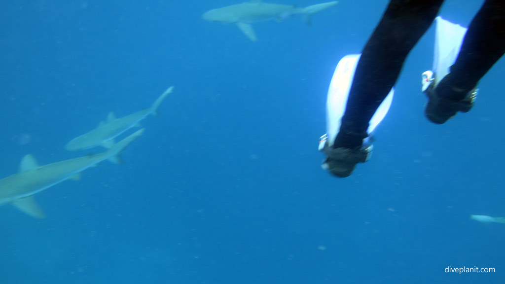 Galapagos whaler sharks arrive even before we get to the bottom of the anchor line diving Erskine Valley and The Arch and other great terrain outside the lagoon at Lord Howe Island