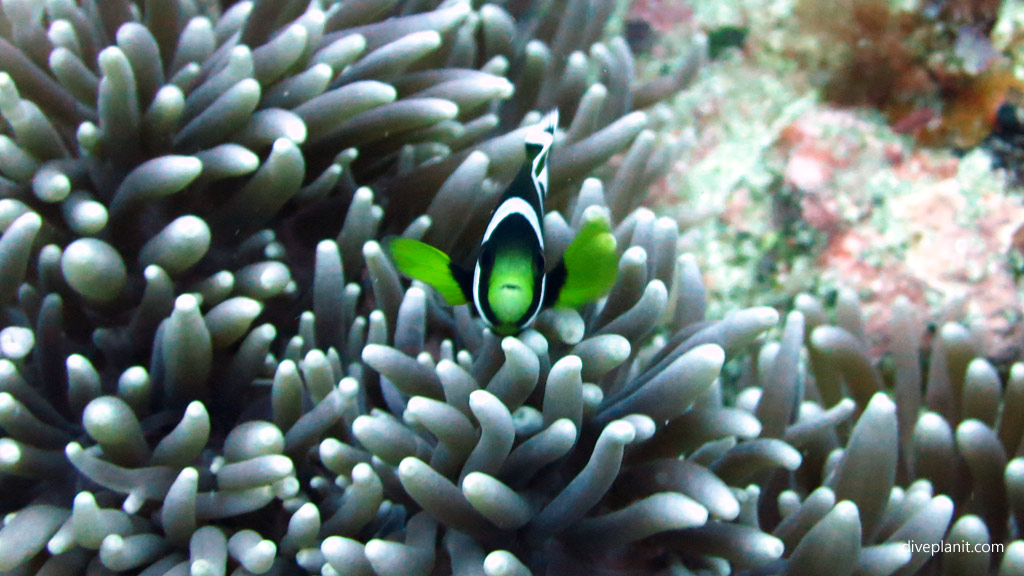 McCulloch's Anemonefish diving Dive site Erskine Valley. Diving holiday, travel planning tips for Lord Howe Island - where, when, who and how