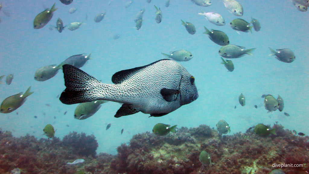 Spotted Sweetlips diving The Arch and other great terrain outside the lagoon at Lord Howe Island