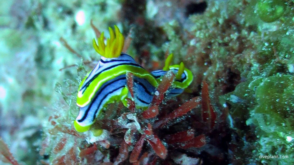 Nudi - blue and yellow diving Dive site Erskine Valley. Diving holiday, travel planning tips for Lord Howe Island - where, when, who and how