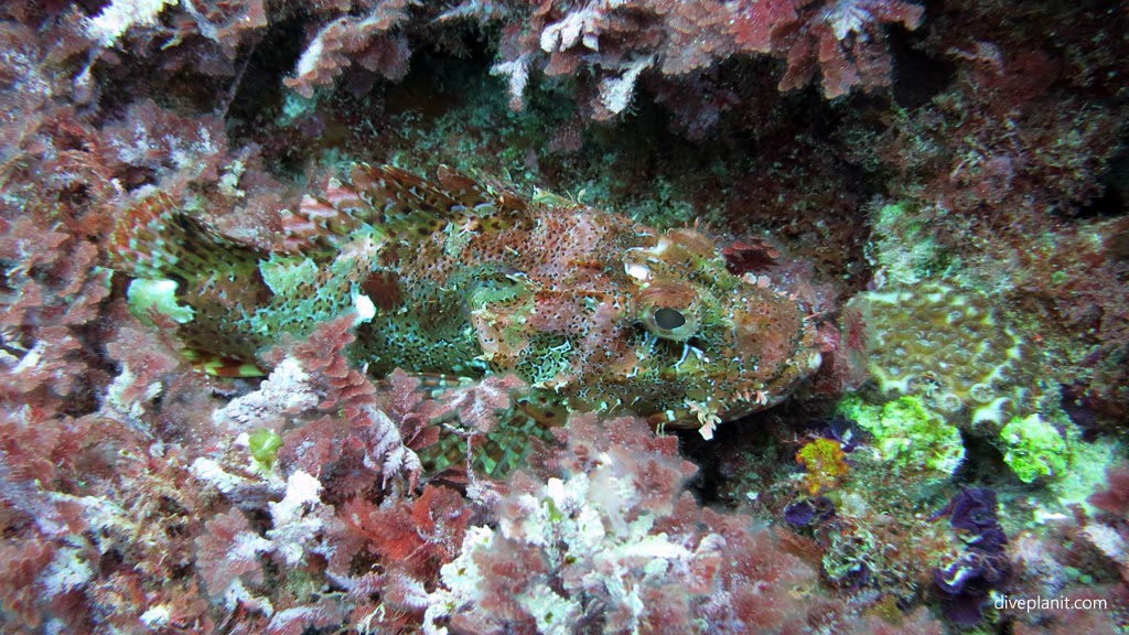 Tasseled flathead diving The Arch and other great terrain outside the lagoon at Lord Howe Island