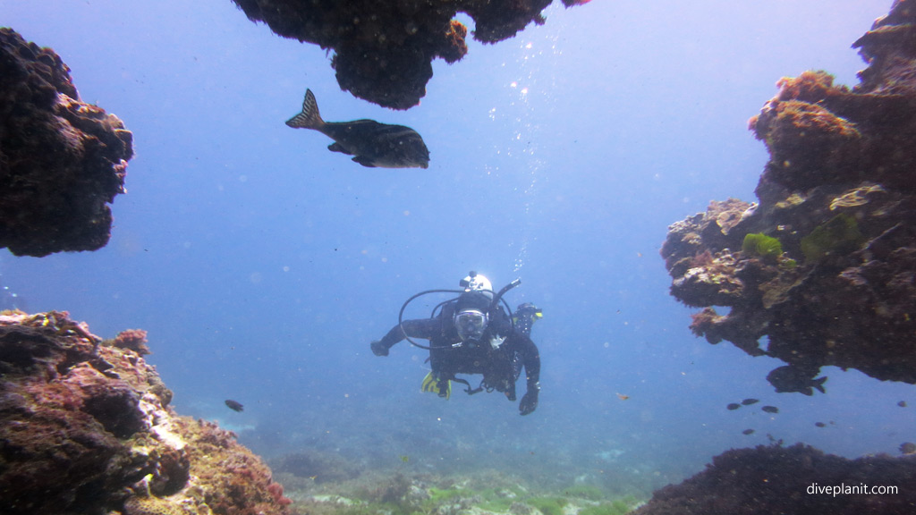 Swim through diving The Arch and other great terrain outside the lagoon at Lord Howe Island