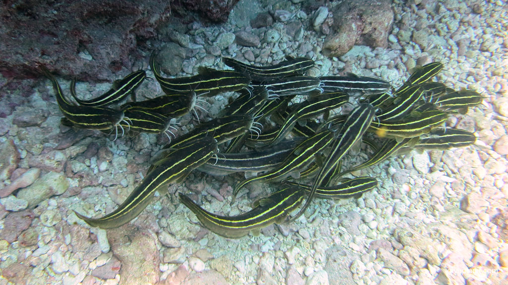 School of Lined Catfish diving The Arch and other great terrain outside the lagoon at Lord Howe Island