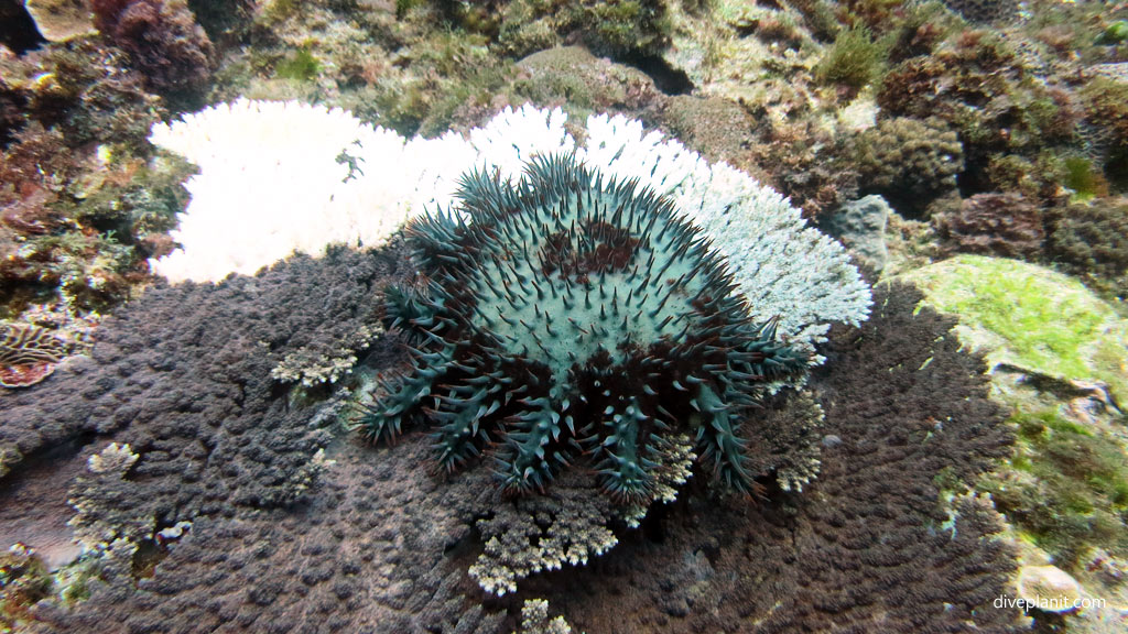 Crown of Thorns starfish and its impact on the reef diving The Arch and other great terrain outside the lagoon at Lord Howe Island