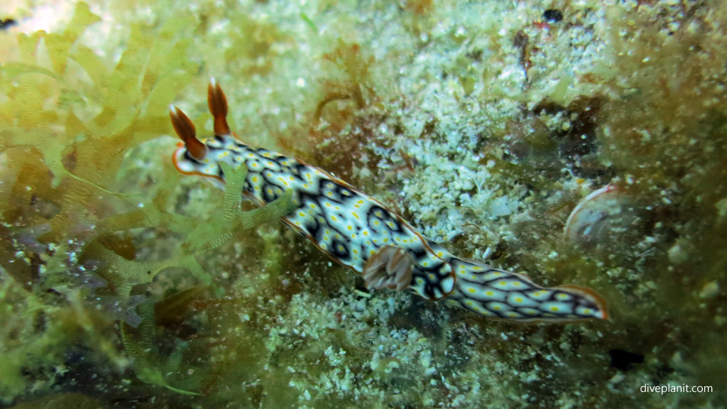 Nudi looks like a snail diving The Arch and other great terrain outside the lagoon at Lord Howe Island