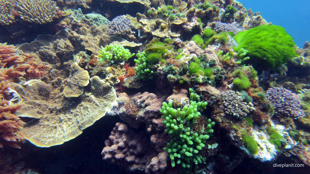 Pretty corals and reef diving The Arch and other great terrain outside the lagoon at Lord Howe Island